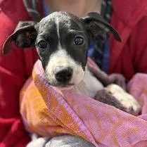 A young small-sized female Black English Bulldog dog named Molly for adoption in Clearwater, FL