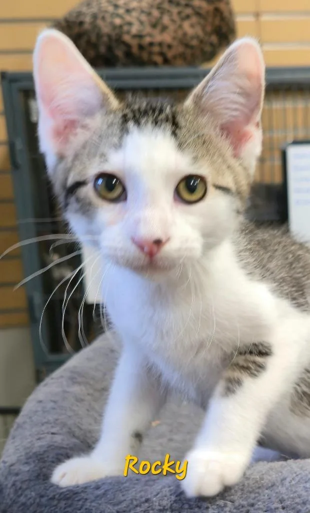 A baby medium-sized male Domestic Short Hair cat named Rock'em Sock'em for adoption in Cedar Rapids, IA