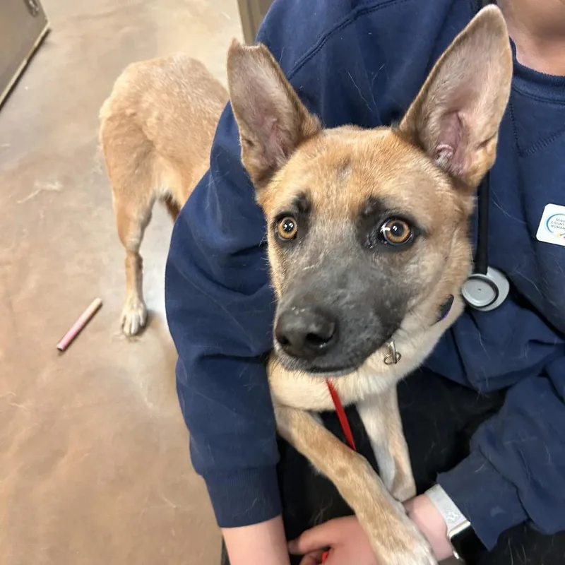 An adult medium-sized female German Shepherd Dog dog named Cutie for adoption in Flagstaff, AZ