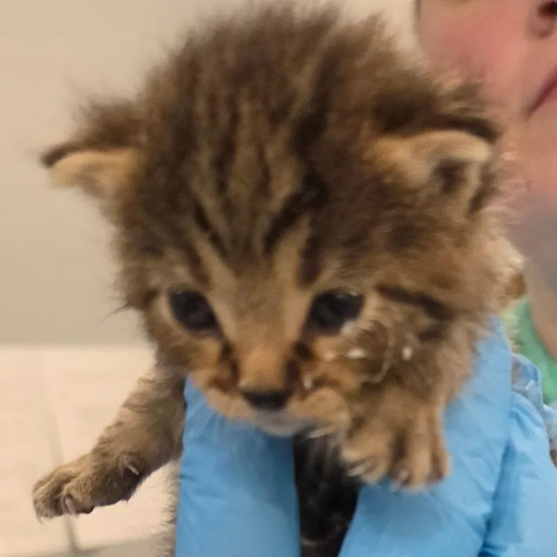 A baby small-sized female Brown / Chocolate Domestic Short Hair cat named Cleo for adoption in Muncie, IN