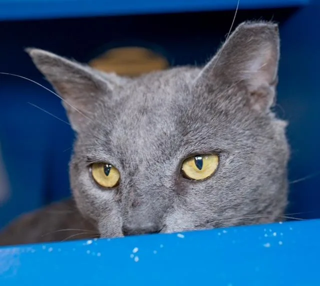 A young medium-sized male Domestic Short Hair cat named Puddin Fiv+ for adoption in Boston, MA