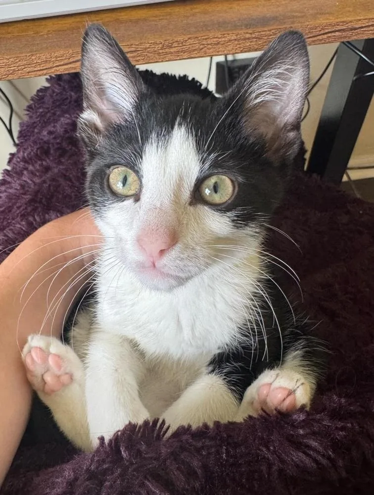 A baby small-sized male Black & White / Tuxedo Domestic Short Hair cat named Marshall for adoption in Homer Glen, IL