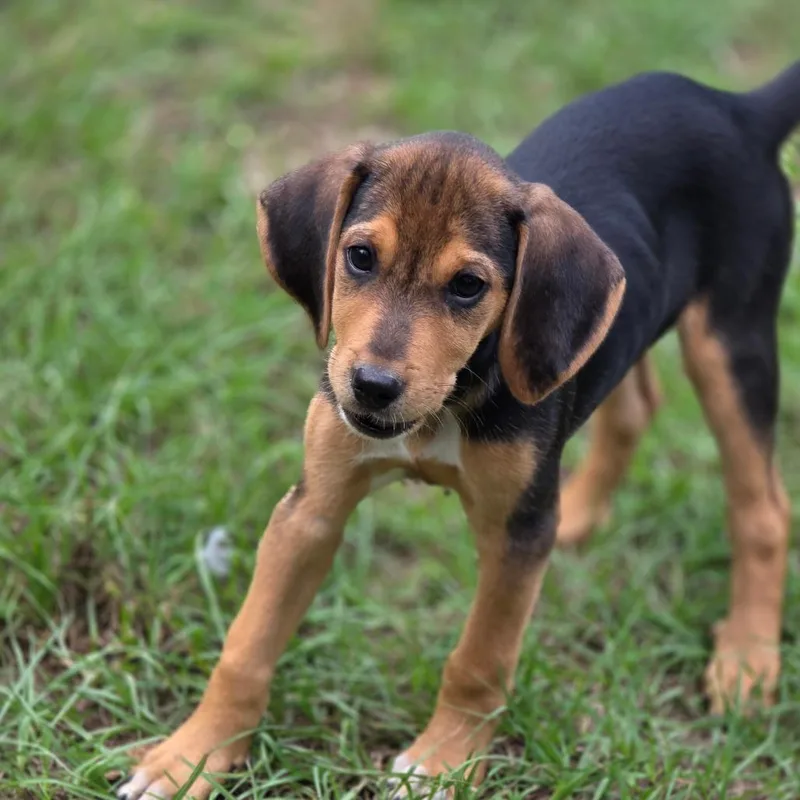 A baby medium-sized male Tricolor (Brown, Black, & White) Hound dog named Jack for adoption in Wiggins, MS