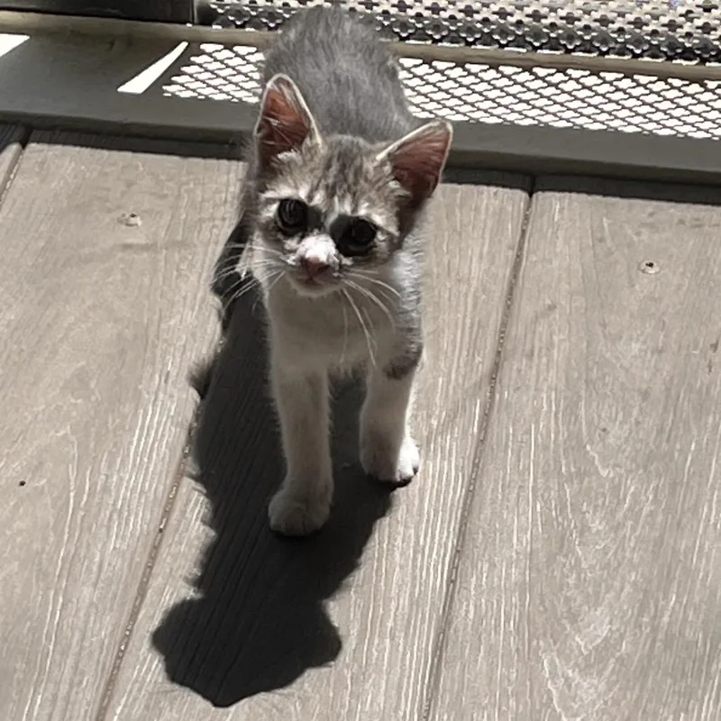 A baby small-sized female Gray / Blue / Silver Domestic Short Hair cat named Sophie for adoption in Los Angeles, CA