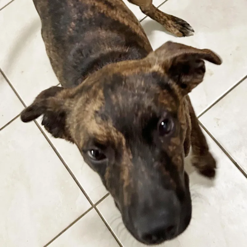 A baby large-sized male Brindle Shepherd dog named Danny for adoption in Traverse City, MI