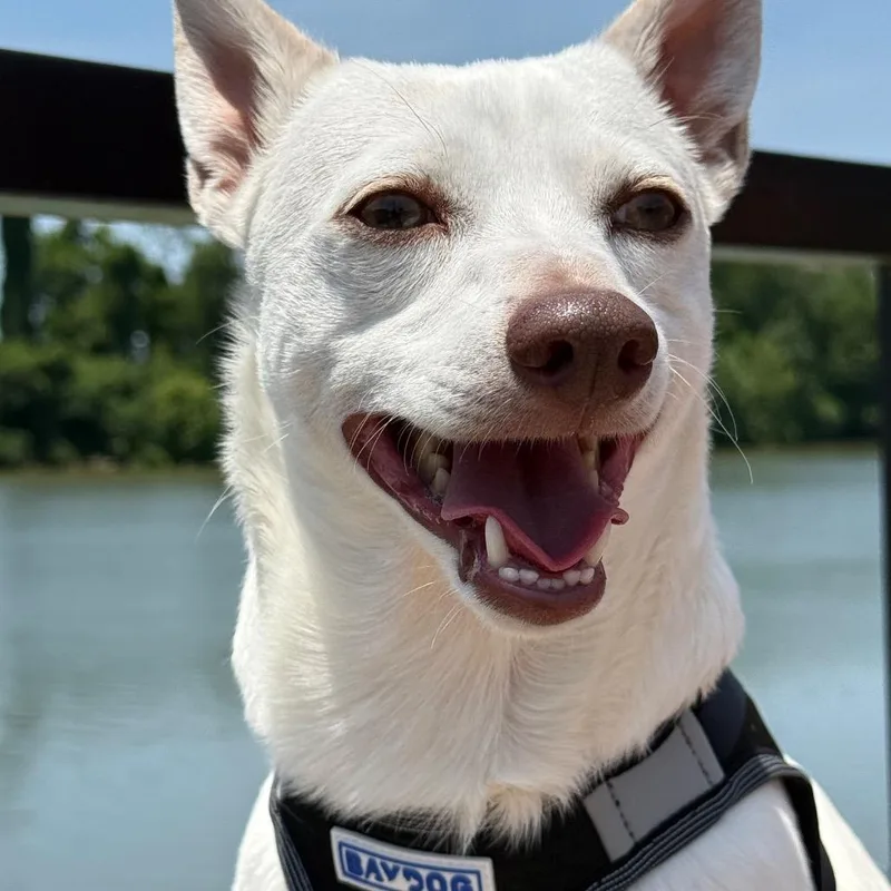 An adult small-sized male White / Cream Chihuahua dog named Larry for adoption in Southside, TN