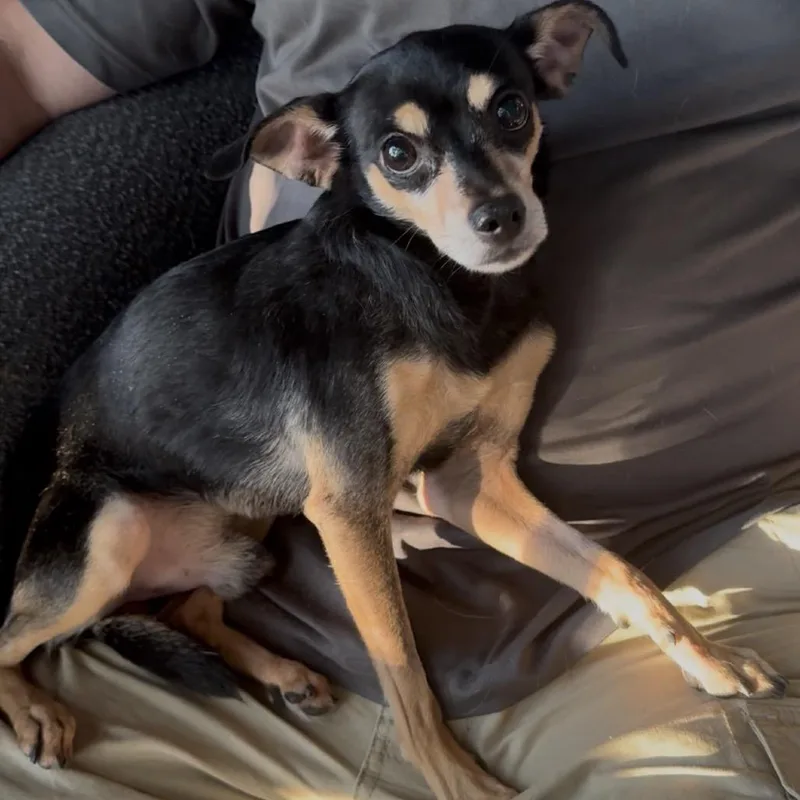 An adult small-sized male Black Miniature Pinscher dog named Bandit for adoption in Las Vegas, NV