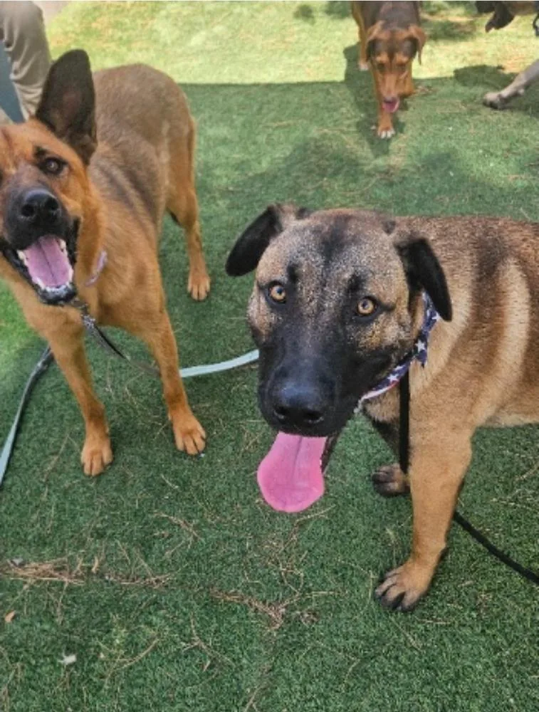A young large-sized male Tricolor (Brown, Black, & White) Anatolian Shepherd dog named Yeti for adoption in Sedalia, CO