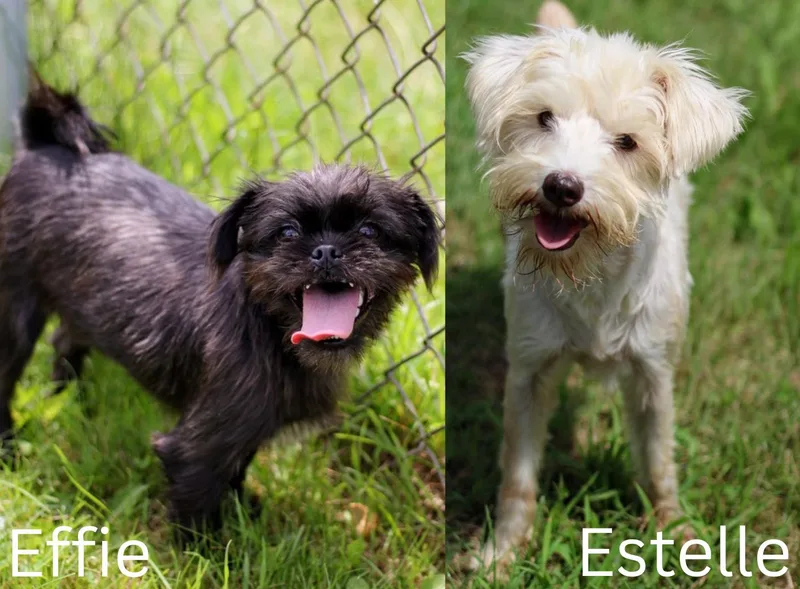 Effie and Estelle
