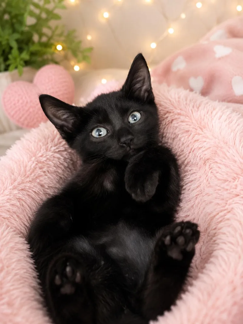 A baby medium-sized female Black Domestic Short Hair cat named Astrid for adoption in Fort Myers, FL