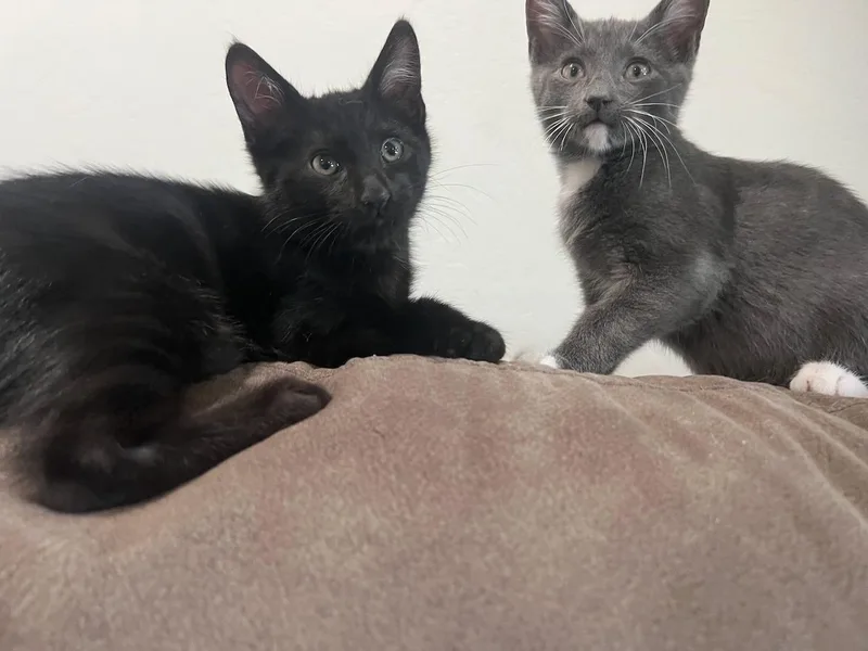 A baby small-sized male Black Domestic Short Hair cat named Purdy for adoption in Hollister, CA