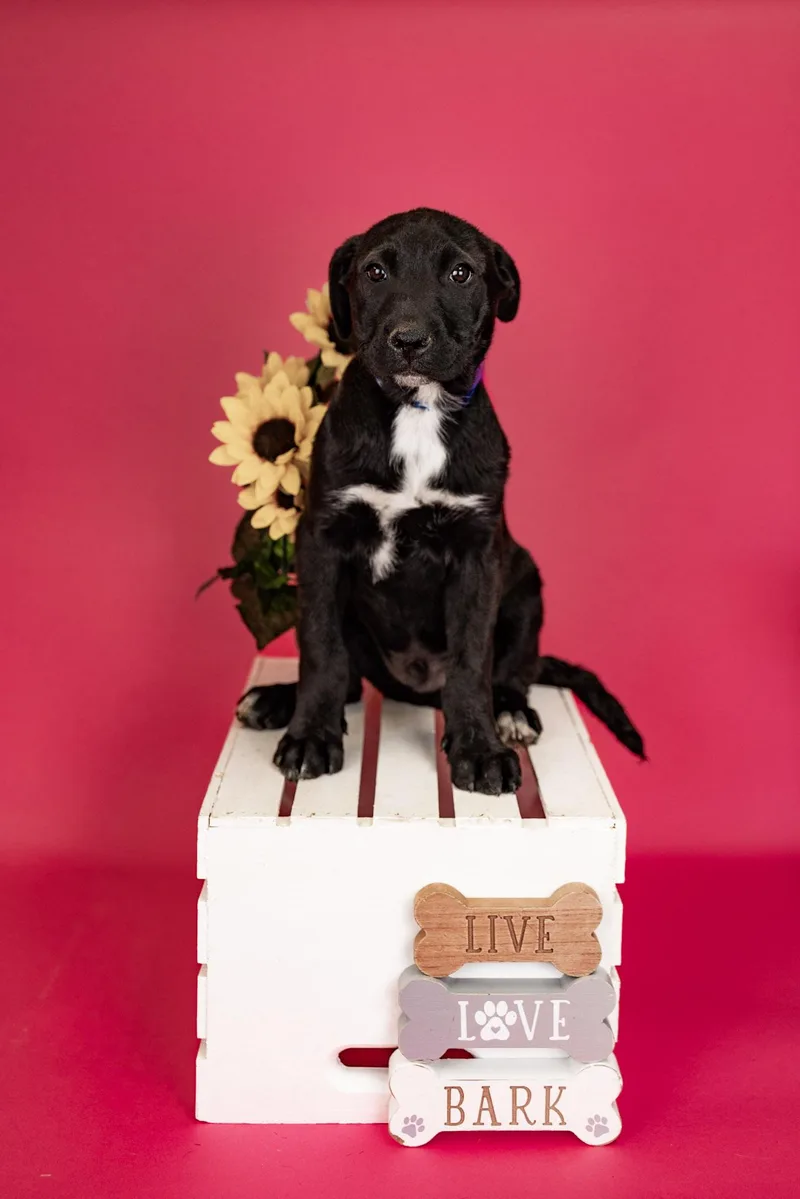 A baby medium-sized male Shepherd dog named 269-26 for adoption in Brighton, CO