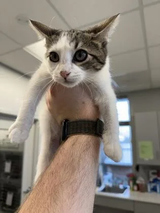 A young small-sized female Domestic Short Hair cat named Speckles for adoption in Lafayette, IN