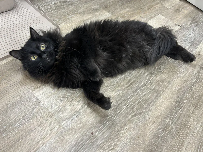 An adult medium-sized male Black Domestic Long Hair cat named Derek for adoption in Columbus, OH