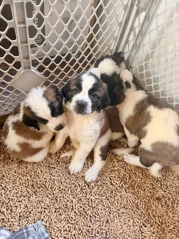 A baby extra large-sized male Saint Bernard dog named St Bernard puppies for adoption in Miamitown, OH
