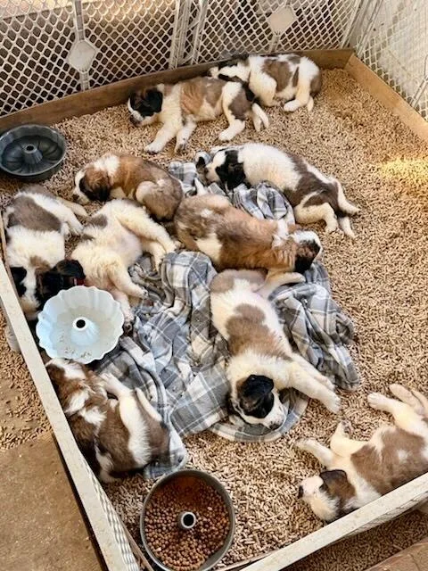 St Bernard puppies thumbnail 2
