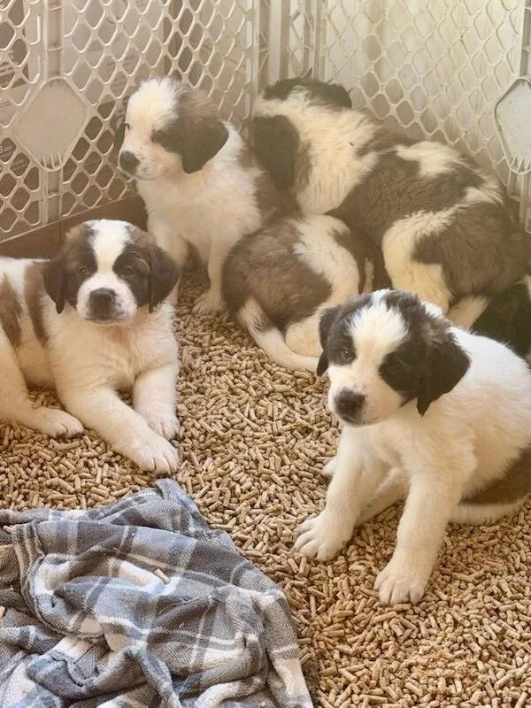 St Bernard puppies thumbnail 3