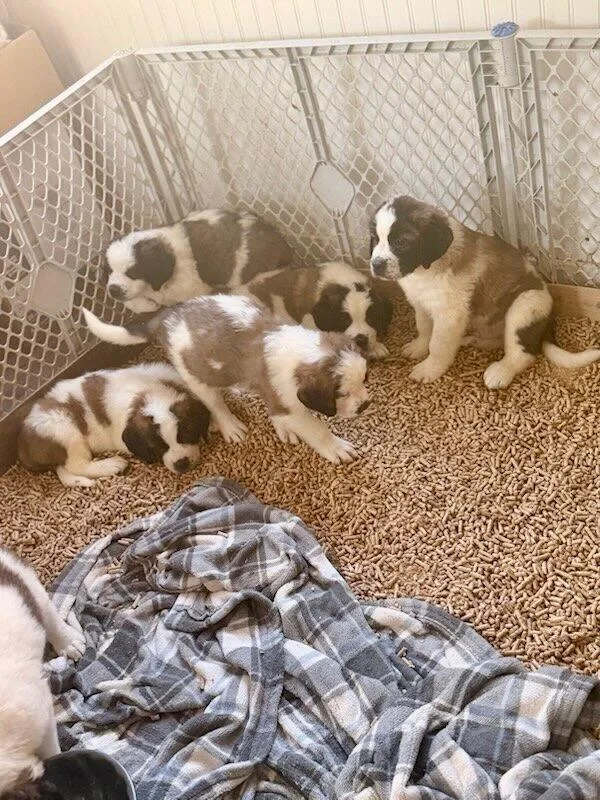 St Bernard puppies thumbnail 4