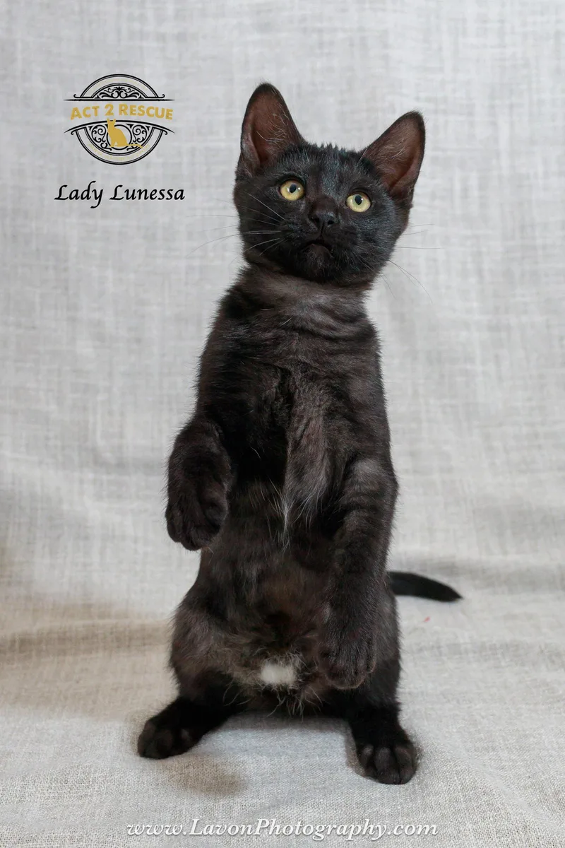 A young medium-sized female Black Domestic Short Hair cat named Lady Lunessa for adoption in Riverside, CA