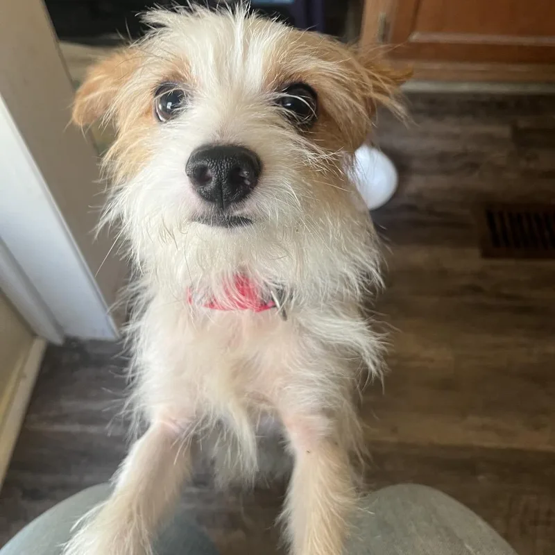 Simon