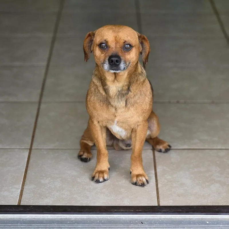 A young small-sized male Yellow / Tan / Blond / Fawn Chihuahua dog named Hoot for adoption in Jackson, MO