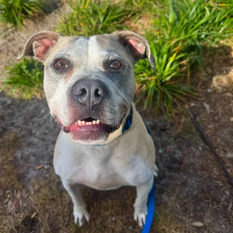 An adult large-sized female Yellow / Tan / Blond / Fawn Mixed Breed dog named Lois for adoption in Jacksonville, FL