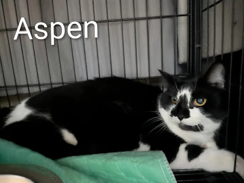 An adult medium-sized female Black & White / Tuxedo Domestic Short Hair cat named Aspen for adoption in Lake Saint Louis, MO