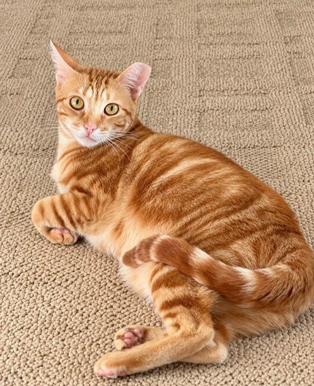 An adult medium-sized female Orange & White Domestic Short Hair cat named Chanel for adoption in Boca Raton, FL