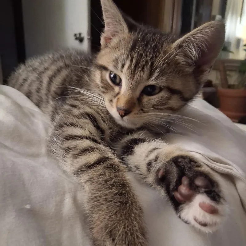 A baby small-sized male Brown / Chocolate Domestic Short Hair cat named Rascal for adoption in Ringtown, PA