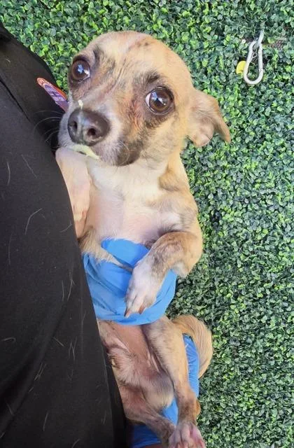 A baby small-sized male Brindle Chihuahua dog named 60817457 for adoption in El Paso, TX