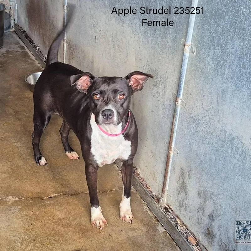 An adult medium-sized female Black Shepherd dog named Apple Strudel for adoption in Edinburg, TX