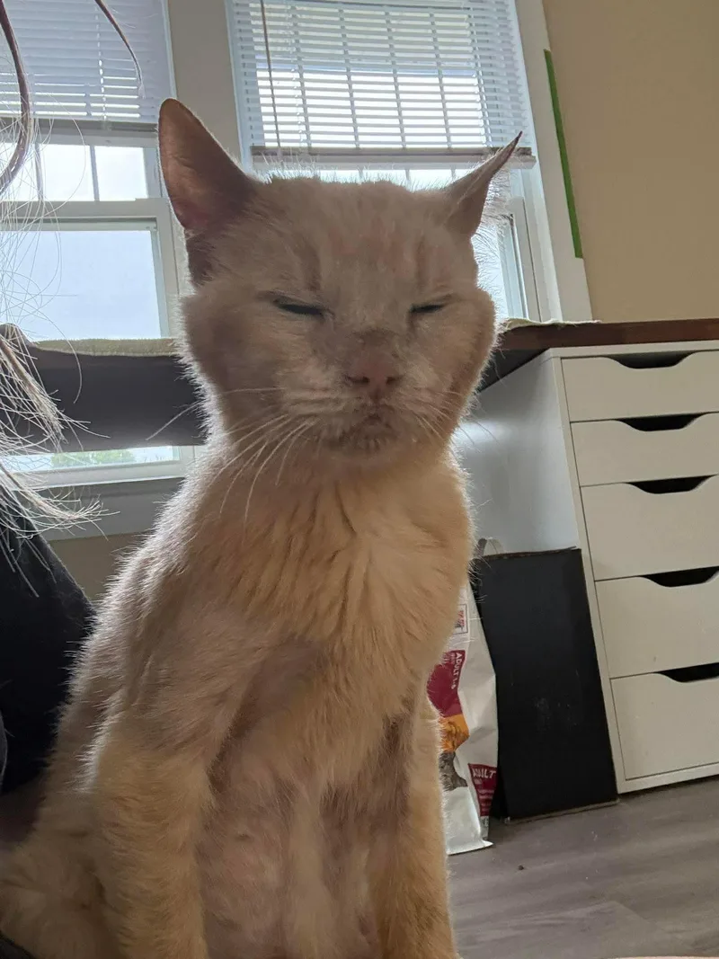 A senior medium-sized male Domestic Short Hair cat named Horace for adoption in Dublin, OH