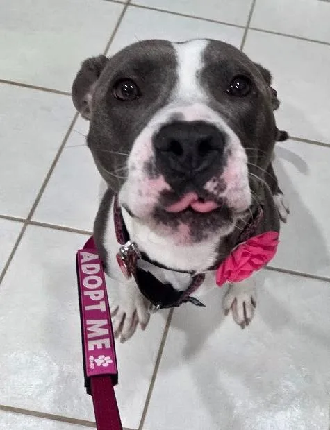A young medium-sized female Pit Bull Terrier dog named JoJo for adoption in Lansing, MI