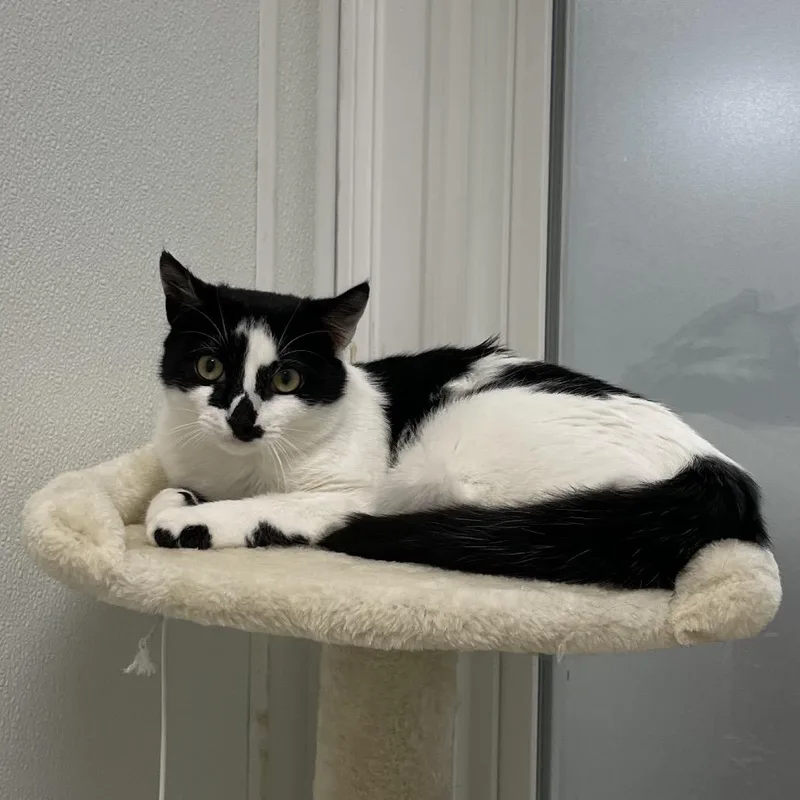 A young medium-sized female White Domestic Short Hair cat named Capri for adoption in Enfield, NH