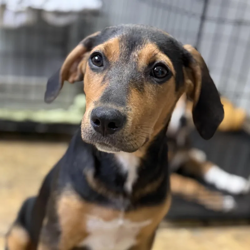 A baby medium-sized female Black Hound dog named Tropicana for adoption in Columbia, SC