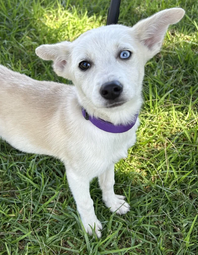 A baby small-sized female White / Cream Rat Terrier dog named Lia for adoption in Bell Gardens, CA