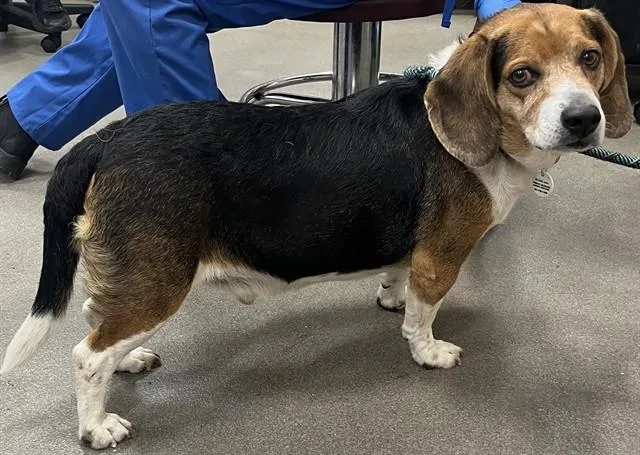 An adult medium-sized male Beagle dog named Jespie for adoption in Upper Marlboro, MD
