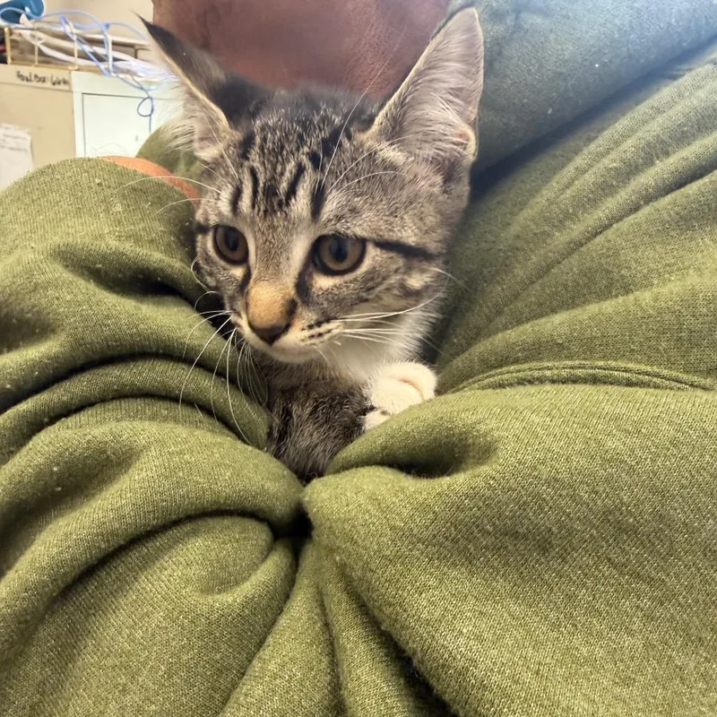 A baby small-sized female Brown / Chocolate Domestic Short Hair cat named Eddard for adoption in Columbiana, AL