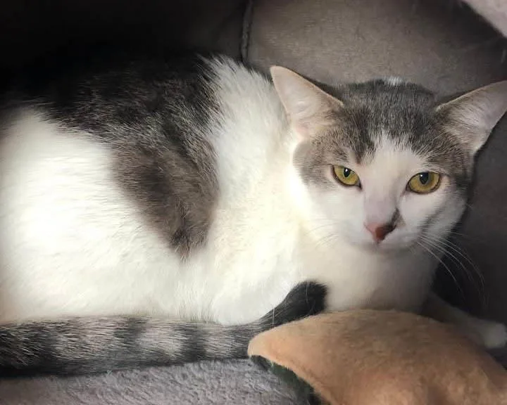 A baby medium-sized female Domestic Short Hair cat named Mirabelle for adoption in Wyandotte, MI