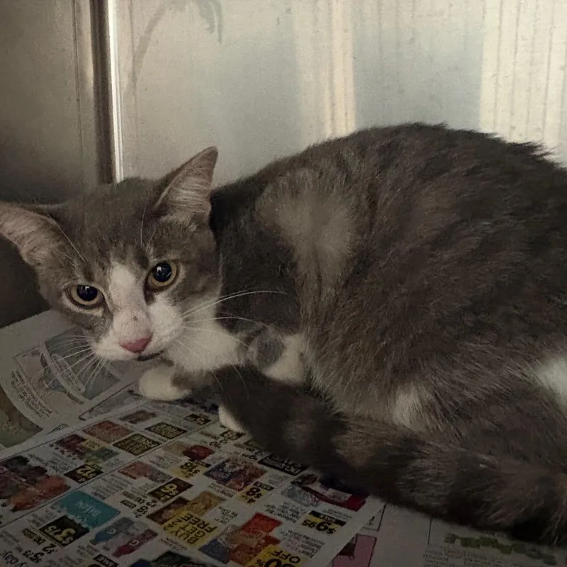 An adult medium-sized female Gray / Blue / Silver Domestic Short Hair cat named Tammy for adoption in Lufkin, TX