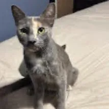 A young small-sized female Gray / Blue / Silver Domestic Short Hair cat named Rita for adoption in Fayetteville, GA
