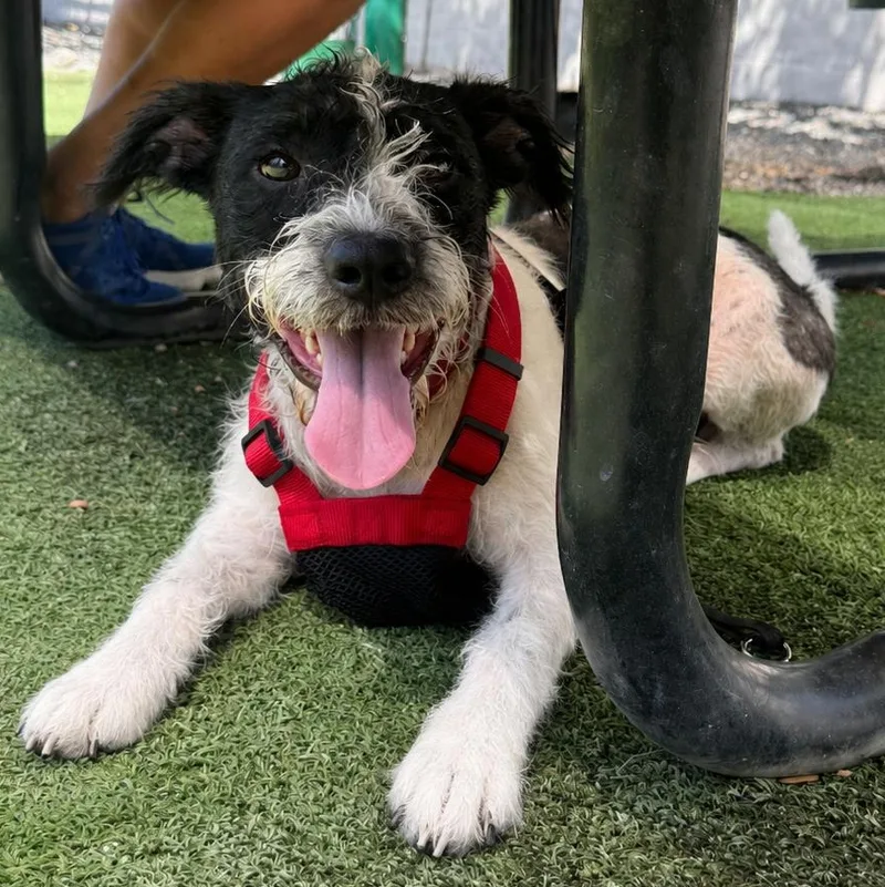 A young medium-sized male Black Wirehaired Terrier dog named Scout for adoption in Dallas, TX