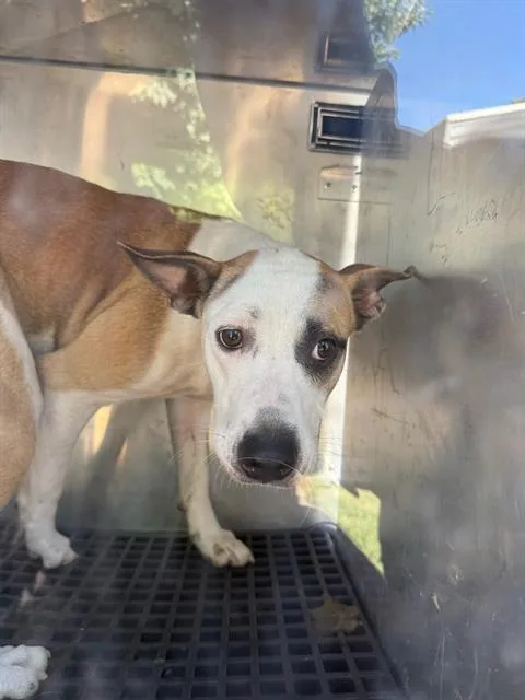 A young medium-sized female Mixed Breed dog named Chick for adoption in Dallas, TX
