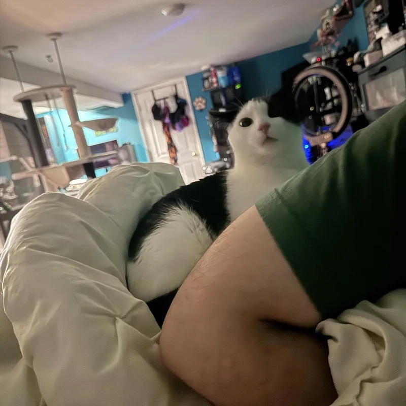 A baby small-sized female Black & White / Tuxedo Domestic Short Hair cat named Millie for adoption in brooklyn, NY
