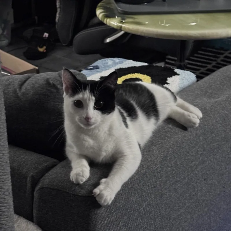 Millie thumbnail 5
