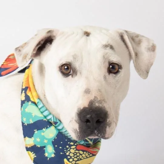 An adult medium-sized female Terrier dog named Rhea for adoption in Jefferson, WI