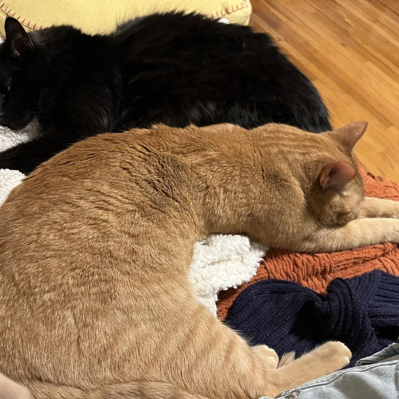 Ichabodc thumbnail 3