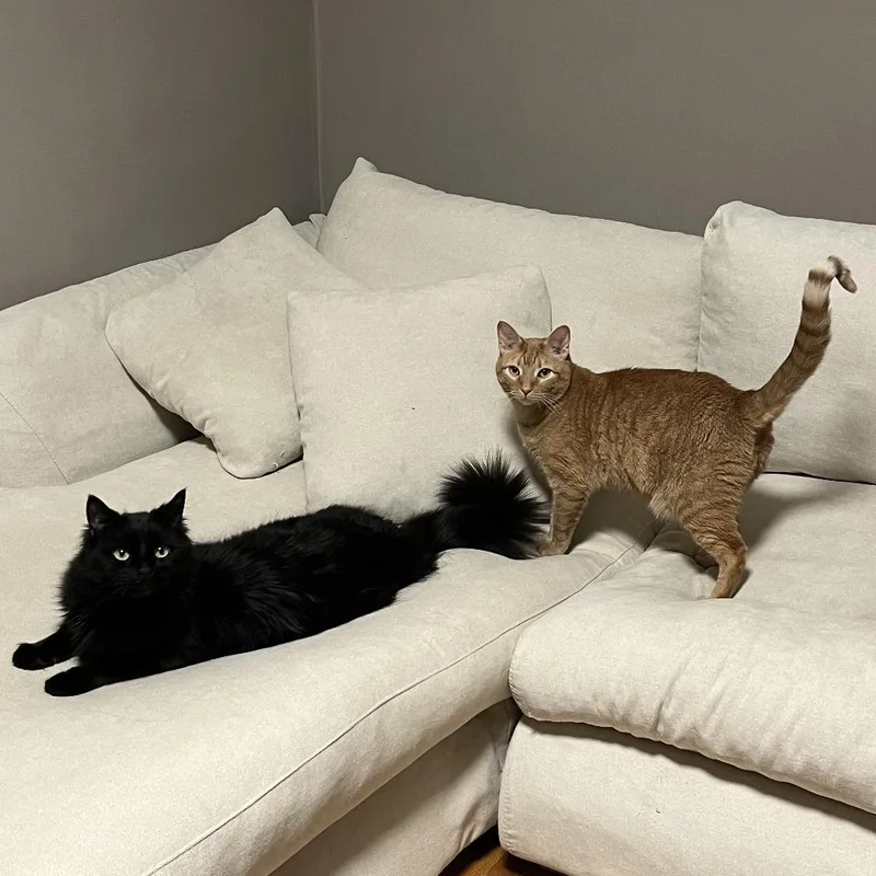 Ichabodc thumbnail 4