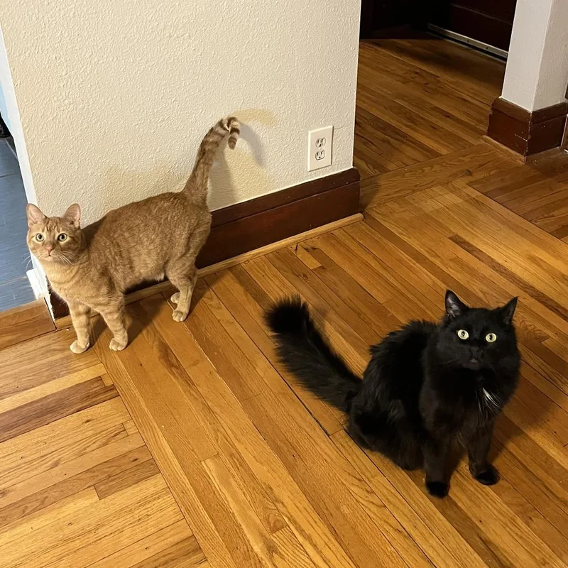 Ichabodc thumbnail 5