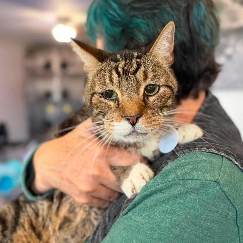 A senior large-sized male Brown / Chocolate Domestic Short Hair cat named Loki for adoption in Ramona, CA